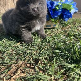 Pomeranian Puppies from Royal Paws Of Colorado