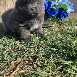 Pomeranian Puppies from Royal Paws Of Colorado