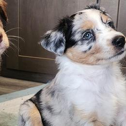 Pink (collar color) you name her - Blue merle female Miniature American Shepherd puppy in Centralia, Washington from Blackjack Mini Aussies