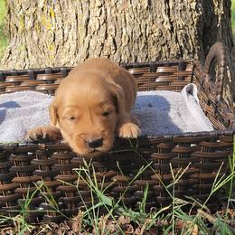 Bluey - Golden Retriever puppy from Copperhead Creek Goldens