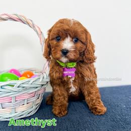 Amethyst - Red male Cavapoo puppy in West Haven, Utah from Split Mountain Doodles