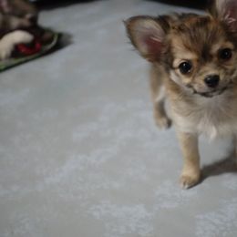 Girl 1 - Black sabled fawn female Chihuahua puppy in Deridder, Louisiana from BG's Chihuahua