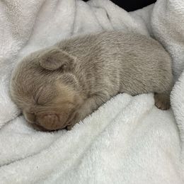 Boy 1 - Tricolors male French Bulldog puppy in Minco, Oklahoma from Findley’s Furbabies