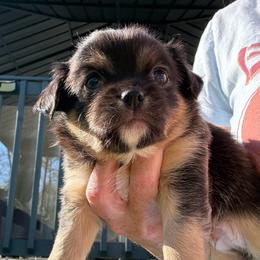 Jose' - Black and tan male Chihuahua puppy in Molino, Florida from Pensacola Chi Garden