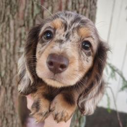 Puppy 3 - Dapple male Dachshund puppy in Clayton, Indiana from Love Struck Miniature Dachshunds