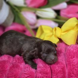 Girl 1 - Brown female Shihpoo puppy in Delphos, Ohio from Route 66 Poodles & Doodles, Sapphire Shih-tzu's of Ohio