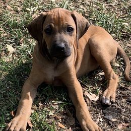 Rhodesian Ridgebacks from Amber Trace Rhodesian Ridgebacks