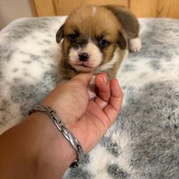 Purple collar - Red female Pembroke Welsh Corgi puppy in Elberton, Georgia from Lonesome Boone Corgis