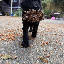 Poodle Puppies from Fluffy Poodles