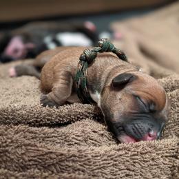 Staffordshire Bull Terrier Puppies from Breaking Bad Staffords