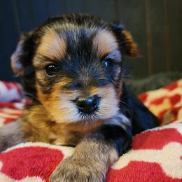 Braxton - Black and tan Yorkshire Terrier puppy in Junction City, Ohio from On The Edge Of A Dream Yorkies