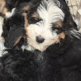 Bernedoodle Puppies from Furry Tail Doodles