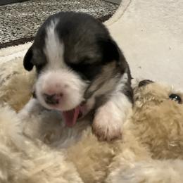 Flower - Black and tan female Pembroke Welsh Corgi puppy in Morgantown, Pennsylvania from GoldStar Corgis (License Number 18519)