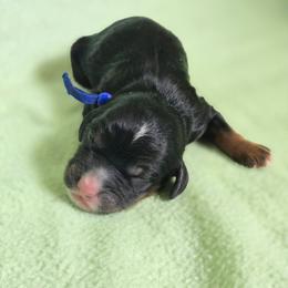 Cooper - male Golden Mountain Dog puppy in Crawfordsville, Iowa from DoodleBlessings