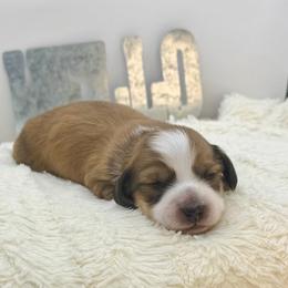 Ray - Piebald male Dachshund puppy in Rio Linda, California from Destiny's Mini Doxies