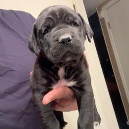 Athena - Black female Cane Corso puppy in Dallas, Texas from Exotic Empire Kennels LLC