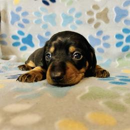 Dachshund Puppies from Mahzian Miniature Dachshunds