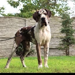 Baron - Great Dane