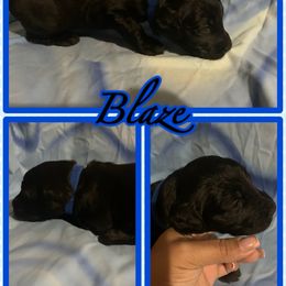 Blaze - Goldendoodle puppy from Zona’s Teddybear GoldenDoodles