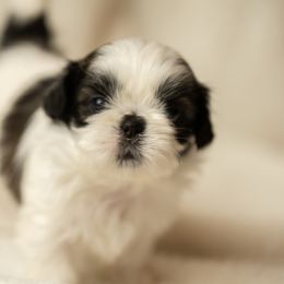 Boy 2 - male Shih Tzu puppy in Fresno, California from Good Lil Shih Tzu