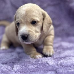 Boy 1 - Cream male Dachshund puppy in Wampum, Pennsylvania from Southern Sash Doxies