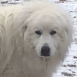 Baloo - Great Pyrenees