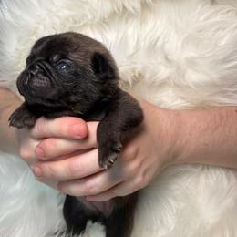 White collar - Black male Pug puppy in Deer Park, Texas from Butler Pugs and Frenchies