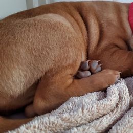 Vizsla Puppies from High Trail Connection