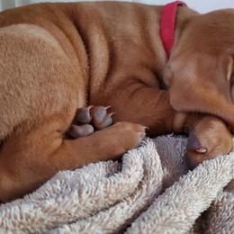 Vizsla Puppies from High Trail Connection