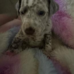 Samantha - White and liver brown female Dalmatian puppy in Fort Cavasos, Texas from Mainstreet Dalmation