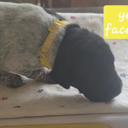 Yellow girl - Black roan female German Shorthaired Pointer puppy in Dahlonega, Georgia from Pointer Mountain Bird Dogs