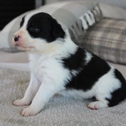 Honey - Black and white female Border Collie puppy in Hesperus, Colorado from I&A Border Collies