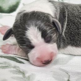 Head Honcho - White and blue male Italian Greyhound puppy in Cadwell, Georgia from All The DoDa Day Italian Greyhounds