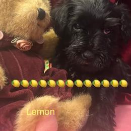 (Lemon)Female 1 - Black female Miniature Schnauzer puppy in Granville, Ohio from Shull Mini Schnauzers