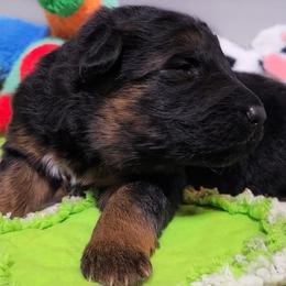 Wasabi - Red Collar - Black and red male German Shepherd puppy in Charlotte, North Carolina from Zuflucht K9s