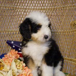 Turquoise F - Tri-color female Bernedoodle puppy in Belgreen, Alabama from Scott’s Farm Poodles and Doodles