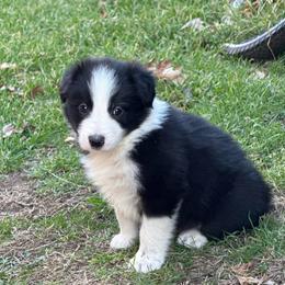 Han - Black and white male Border Collie puppy in Mckinney, Texas from Border Collies of Ruidoso