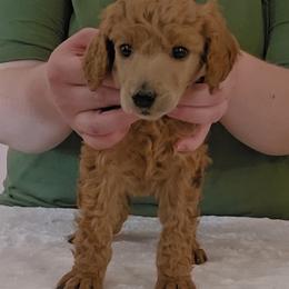 Pink - Red  female Poodle puppy in Diamond, Missouri from Evening Stars Poodles
