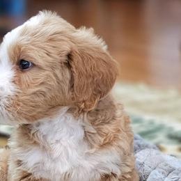 Bernedoodles from Doodle Dandy Puppies