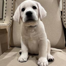 Labrador Retriever Puppies from Kylie's White Labradors of Scottsdale