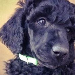 Poodle Puppies from Berndt Sienna Poodles