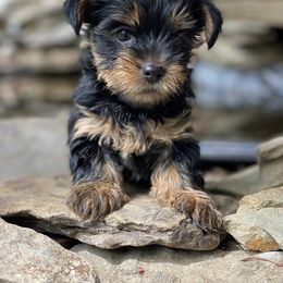 Poodle, Yorkipoo, and Yorkshire Terrier Puppies from Yorkie Oodle Doodle