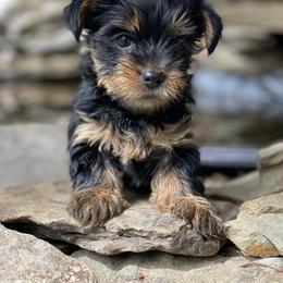 Poodle, Yorkipoo, and Yorkshire Terrier Puppies from Yorkie Oodle Doodle