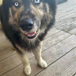 Zeus - Siberian Husky