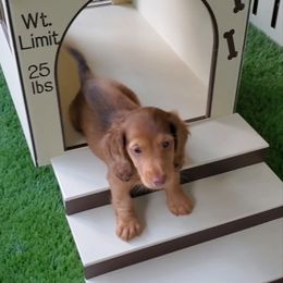 Dachshund Puppies from Heart 2 Heart Puppies