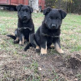 German Shepherd Puppies from Benton K-9 Breeding