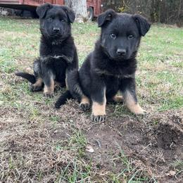 German Shepherd Puppies from Benton K-9 Breeding
