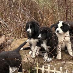 Karakachans from Bloomin' Acres