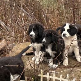 Karakachans from Bloomin' Acres