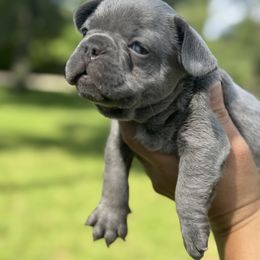 Solid Lilac Boy 3 - Blue male French Bulldog puppy in Pinehurst, Texas from Frenchies A La Mode